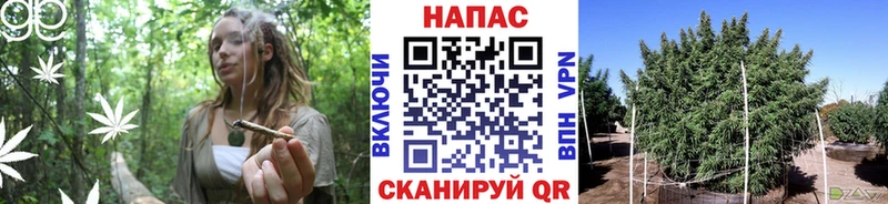 Бошки Шишки конопля  Ярославль 
